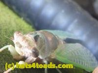 /home//u458753944/public_html/sourcegallery////////////Insects and small critters/aphids cicadas lanternflies and true bugs (Hemiptera)/P1140003.JPG